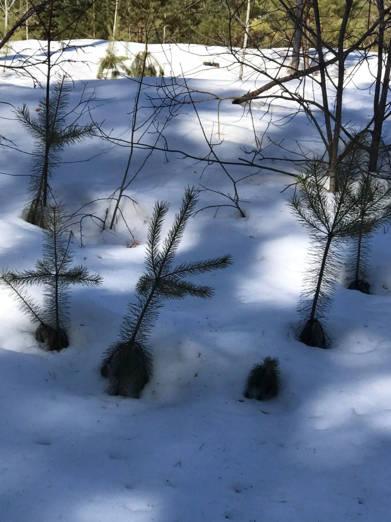 Лесные истории от театра ЛЕС: