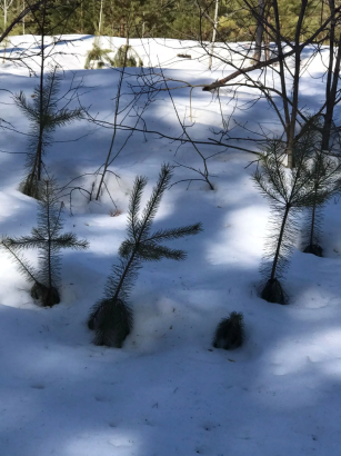 Лесные истории от театра ЛЕС: